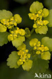 Alternate-leaved Golden Saxifrage (Chrysosplenium alternifolium)