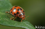 Vierentwintigstippelig lieveheersbeestje (Subcoccinella vigintiquatuorpunctata