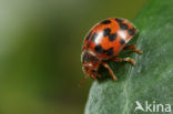 24 spot Ladybird