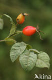 Viltroos (Rosa villosa) 