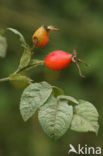 Apple rose (Rosa villosa)