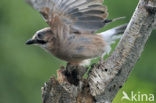 Eurasian Jay (Garrulus glandarius)