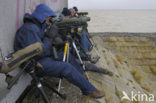 Waddensea