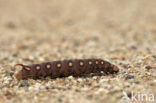 Bedstraw Hawk-moth (Hyles gallii)
