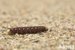 Bedstraw Hawk-moth (Hyles gallii)
