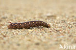 Bedstraw Hawk-moth (Hyles gallii)
