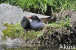 Waterhoen (Gallinula chloropus)