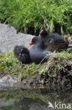 Waterhoen (Gallinula chloropus)