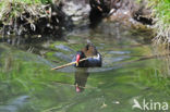 Waterhoen (Gallinula chloropus)