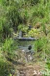 Common Moorhen (Gallinula chloropus)