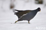 Waterhoen (Gallinula chloropus)