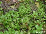 Waterpurslane (Lythrum portula)