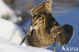 Common Snipe (Gallinago gallinago)