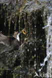 White-throated Dipper (Cinclus cinclus)