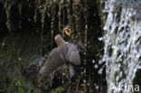 White-throated Dipper (Cinclus cinclus)