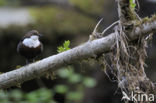 White-throated Dipper (Cinclus cinclus)