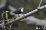 White-throated Dipper (Cinclus cinclus)