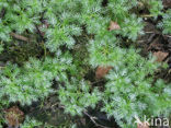Waterviolet (Hottonia palustris)