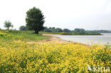 Woad (Isatis tinctoria)