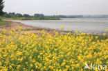 Wede (Isatis tinctoria)