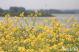 Wede (Isatis tinctoria)