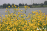 Woad (Isatis tinctoria)