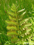 Scotch Thistle (Onopordum acanthium)