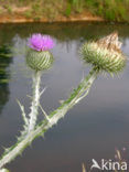 Scotch Thistle (Onopordum acanthium)