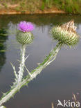 Wegdistel (Onopordum acanthium)