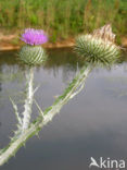 Scotch Thistle (Onopordum acanthium)
