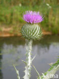 Scotch Thistle (Onopordum acanthium)