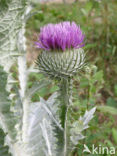 Scotch Thistle (Onopordum acanthium)