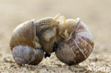 Wijngaardslak (Helix pomatia) 