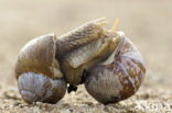 Wijngaardslak (Helix pomatia) 