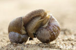 Wijngaardslak (Helix pomatia) 