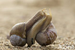 Wijngaardslak (Helix pomatia) 