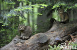 Wildcat (Felis silvestris)