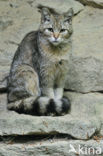 Wilde kat (Felis silvestris) 