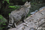 Wilde kat (Felis silvestris) 