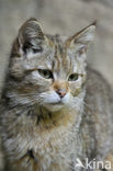 Wilde kat (Felis silvestris) 