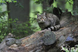 Wilde kat (Felis silvestris) 