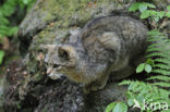 Wilde kat (Felis silvestris) 