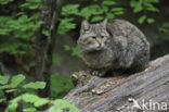 Wilde kat (Felis silvestris) 