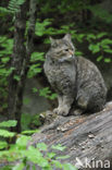 Wilde kat (Felis silvestris) 