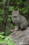 Wildcat (Felis silvestris)