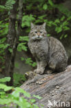 Wilde kat (Felis silvestris) 