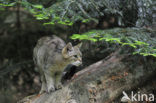 Wilde kat (Felis silvestris) 