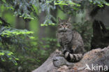 Wilde kat (Felis silvestris) 