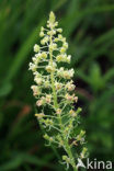 Yellow Cut-leaved Mignonette (Reseda lutea)