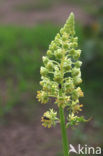 Yellow Cut-leaved Mignonette (Reseda lutea)